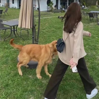 危险女婿